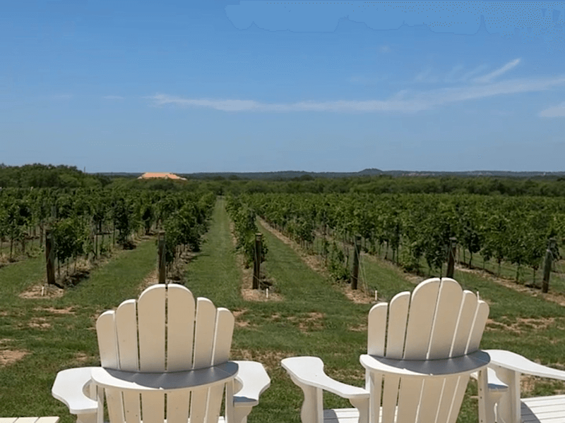 cellar-rat-wine-tours_venue_hilmy-cellars_vineyard