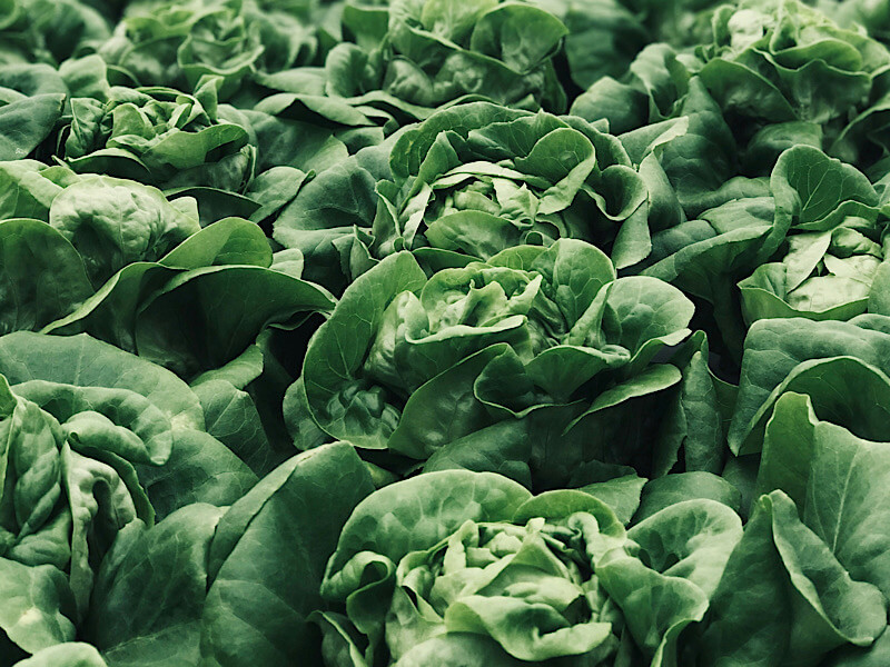 Fresh salads - Fresh Pickens - Fredericksburg, Texas - Cellar Rat Wine Tours