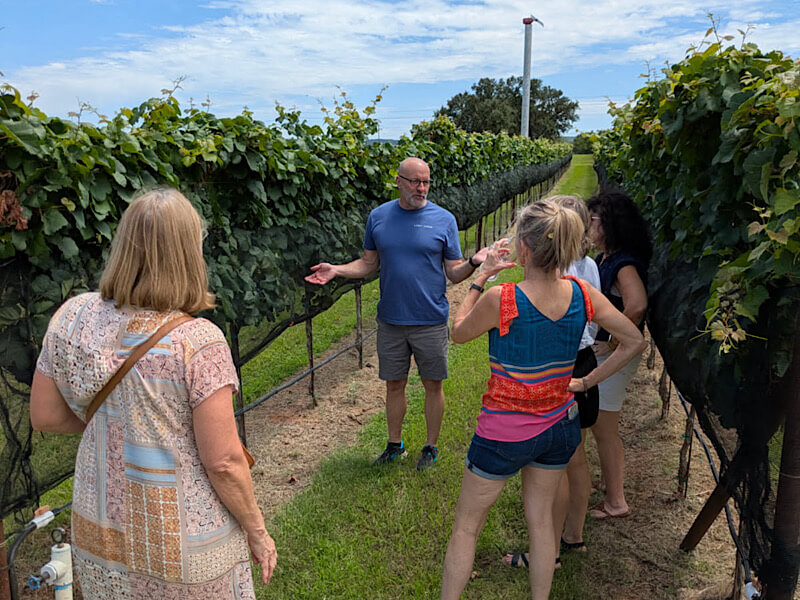 cellar-rat-wine-tours_venus_lost-draw-wines_vineyard-tour