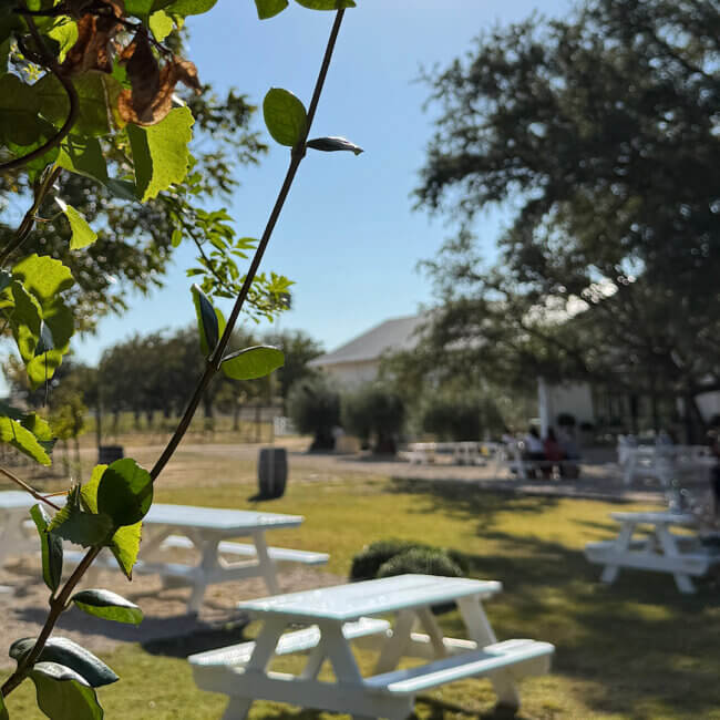 Winery Vibe Guide - Signor Vineyards - Stonewall, TX