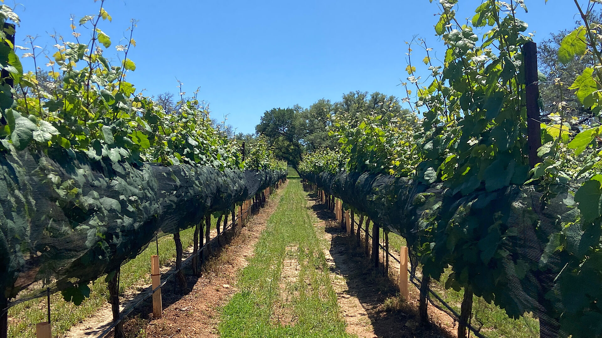 Estate Vineyard at William Chris Vineyards - The Ultimate Guide to Wine Tours in Fredericksburg, Texas