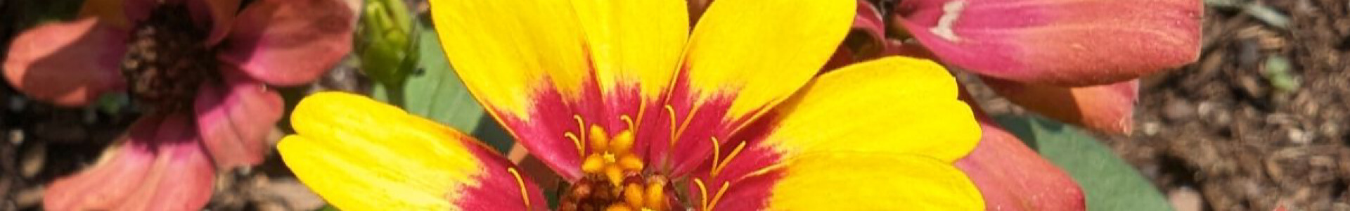 cellar-rat-wine-tours_blog_fredericksburg-spring Wildflowers spring in Fredericksburg, Texas