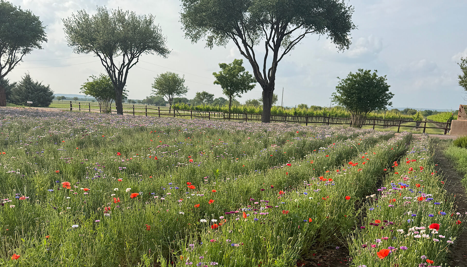 Wildflowers blooming along a scenic road near Fredericksburg Texas