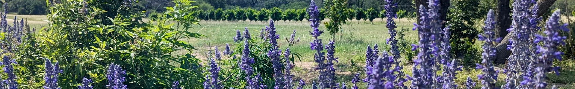 cellar-rat-wine-tours_blog_hill-country-wildflowers Spring wildflowers on scenic road in Fredericksburg Texas