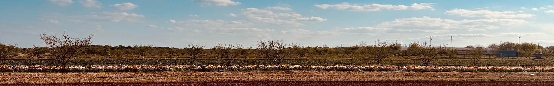 cellar-rat-wine-tours_blog_fredericksburg-2-day-itinerary_jenschke-orchards 2 Days in Fredericksburg, TX: The Perfect Wine Weekend Itinerary - Jenschke Orchards