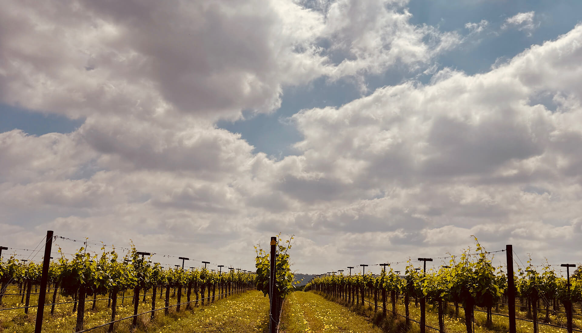 How to get around Fredericksburg, TX - Uplift Vineyard - Private Tour