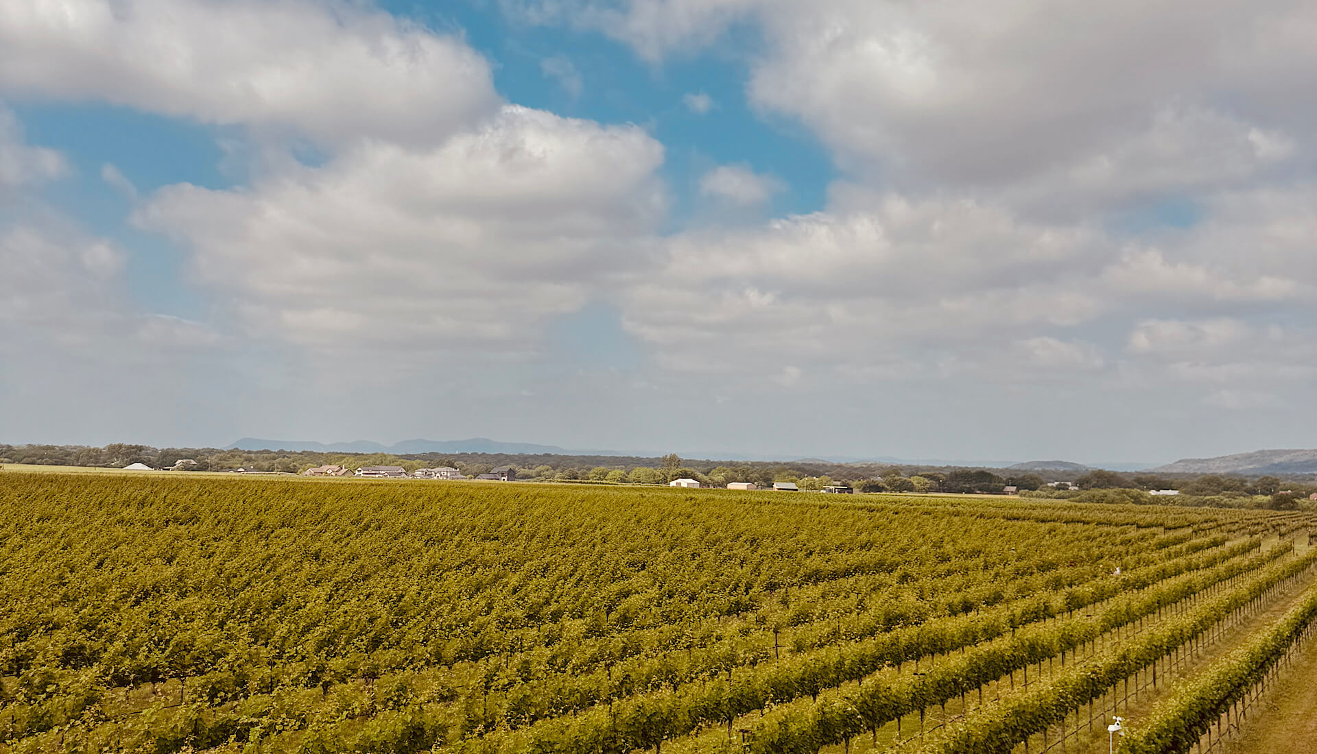 Fredericksburg Texas wineries vs Napa | Uplift Vineyards