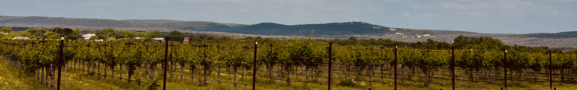 cellar-rat-wine-tours_blog_fredericksburg-versus-napa-sonoma_vines Fredericksburg Texas wineries vs Napa | Vineyard Views | Private Transportation
