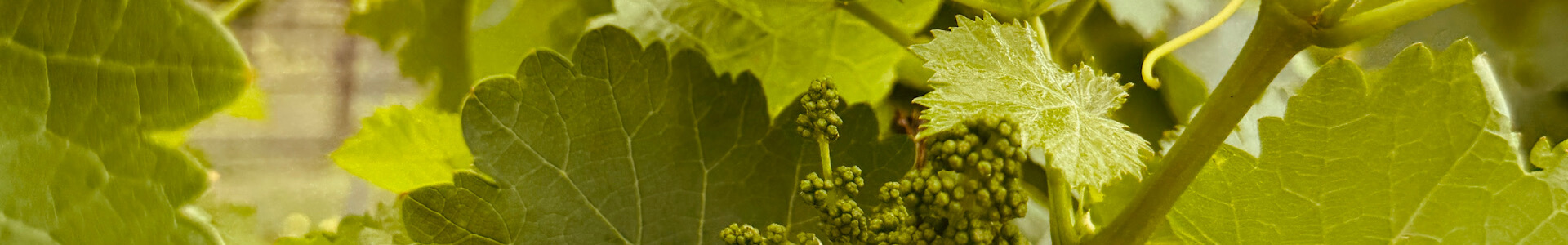 cellar-rat-wine-tours_blog_fredericksburg-versus-napa-sonoma_vineyard Fredericksburg Texas wineries vs Napa | Uplift Vineyard Grapes | Private Transportation