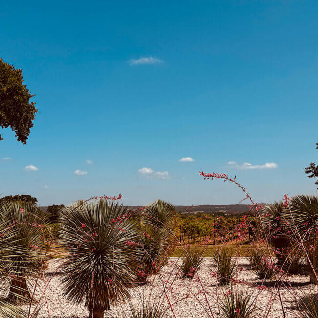 Most Frequent Questions We Get Asked About Fredericksburg Wine Tours | Invention Vineyards