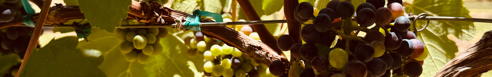 Most Frequent Questions We Get Asked About Fredericksburg Wine Tours | Signor Vineyards