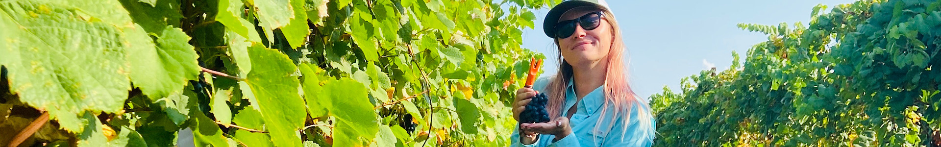 What is Harvest Like in Texas Wine Country? Ab Astris Winery | Stonewall, TX | Hand Harvest
