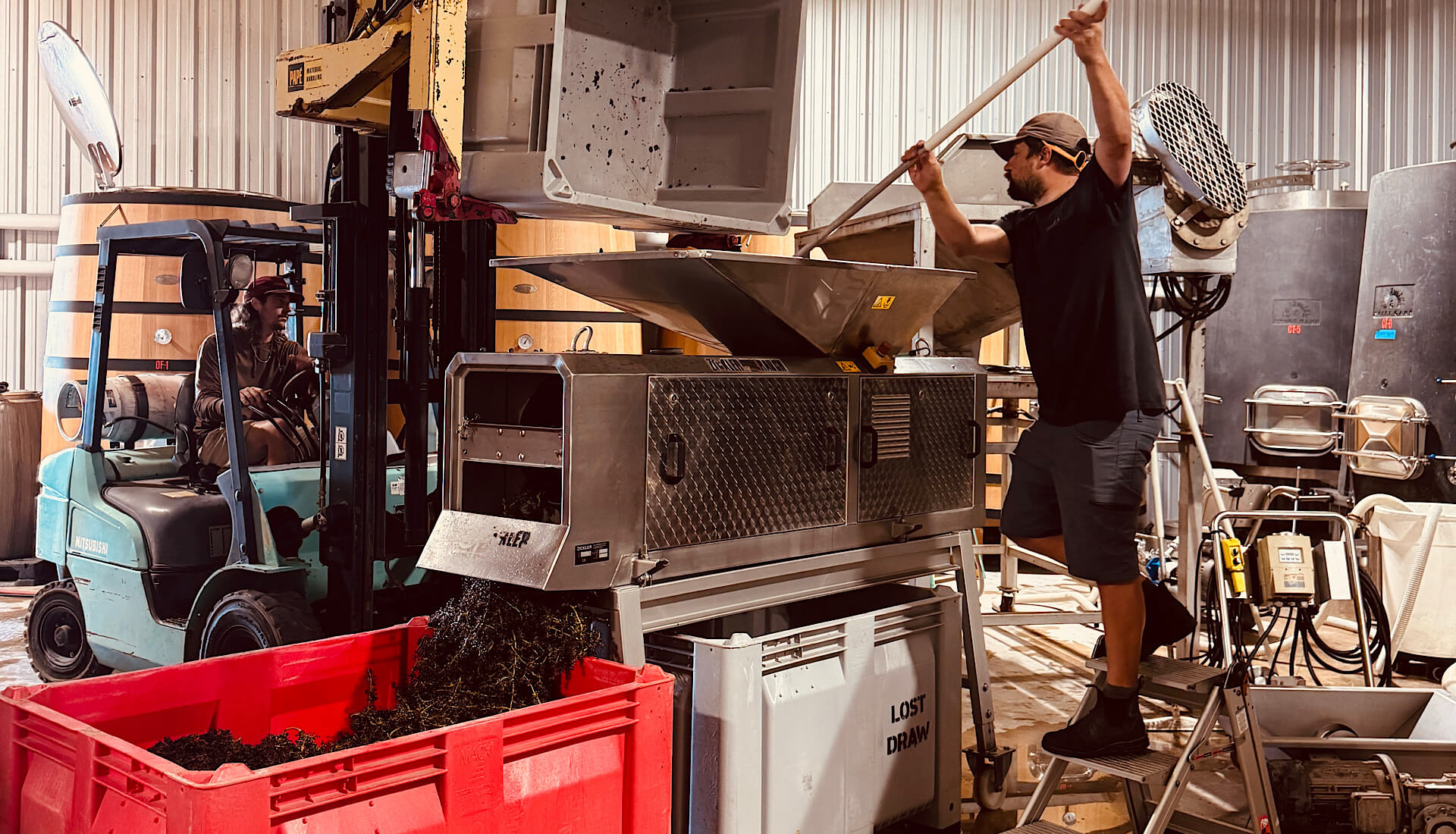 What is Harvest Like in Texas Wine Country? Lost Draw Cellars | Johnson City | Cellar Master | Winemaker