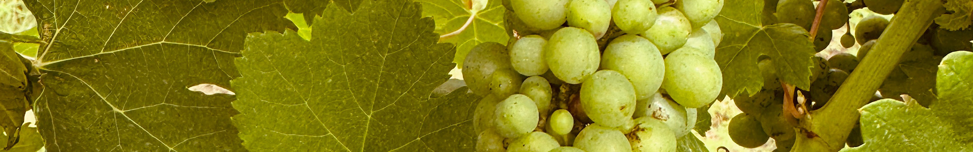 What is Harvest Like in Texas Wine Country? Ab Astris Winery | Stonewall, TX | Picpoul Blanc