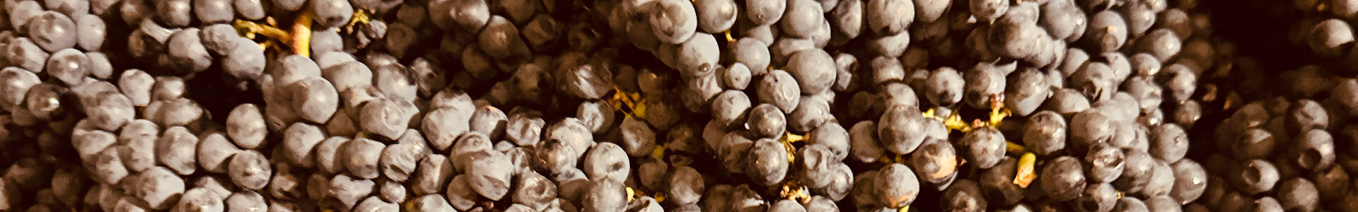 What is Harvest Like in Texas Wine Country? Lost Draw Cellars | Johnson City | tannat