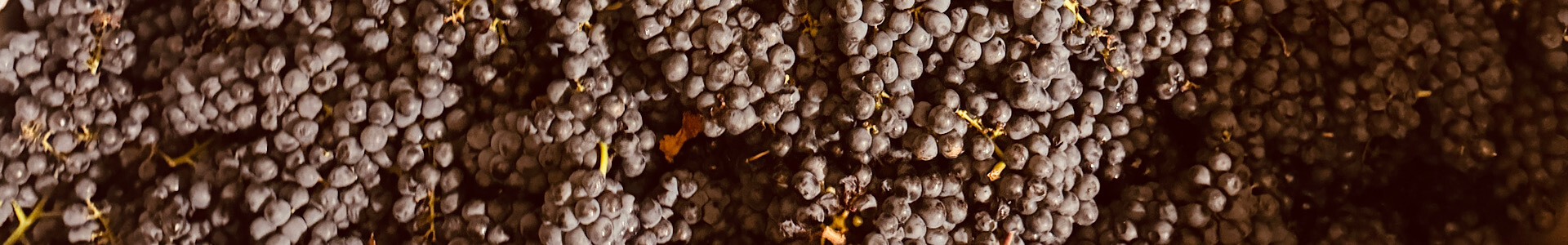 What is Harvest Like in Texas Wine Country? Lost Draw Cellars | Johnson City | Tempranillo