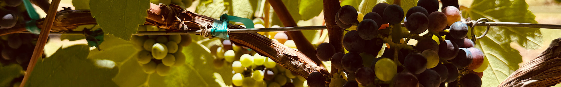 What is Harvest Like in Texas Wine Country? Becker Vineyards | Stonewall, TX | Vines