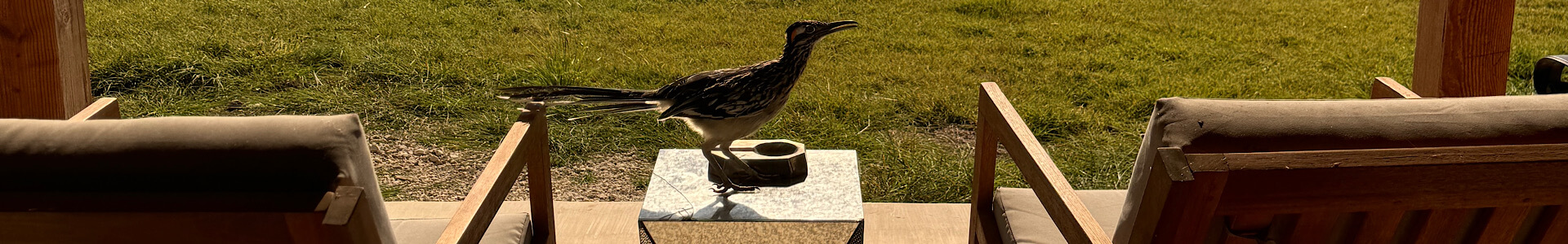 Dog-Friendly Fredericksburg TX: Wineries, Restaurants & Things to Do With Your Pet | Birding