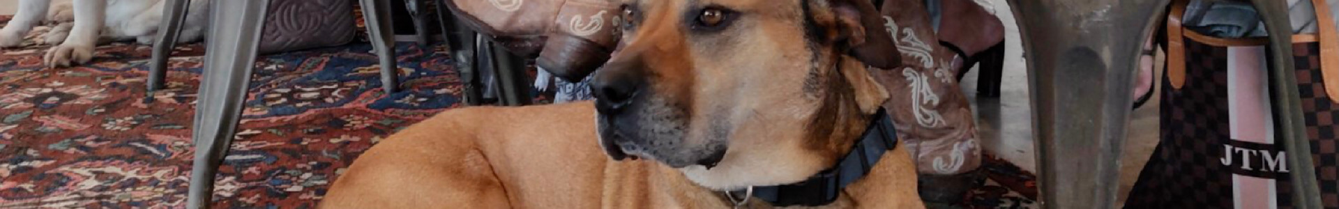 Dog-Friendly Fredericksburg TX: Wineries, Restaurants & Things to Do With Your Pet | Ab Astris Winery