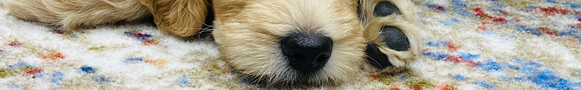 Dog-Friendly Fredericksburg TX: Wineries, Restaurants & Things to Do With Your Pet | Service Animals