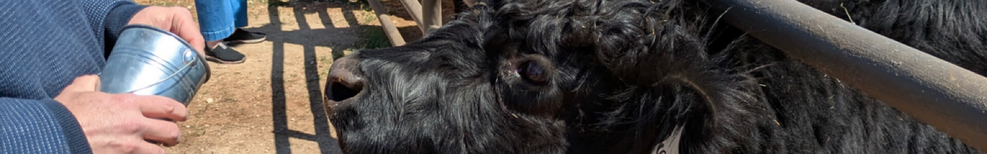 Dog-Friendly Fredericksburg TX: Wineries, Restaurants & Things to Do With Your Pet | Winery Animals